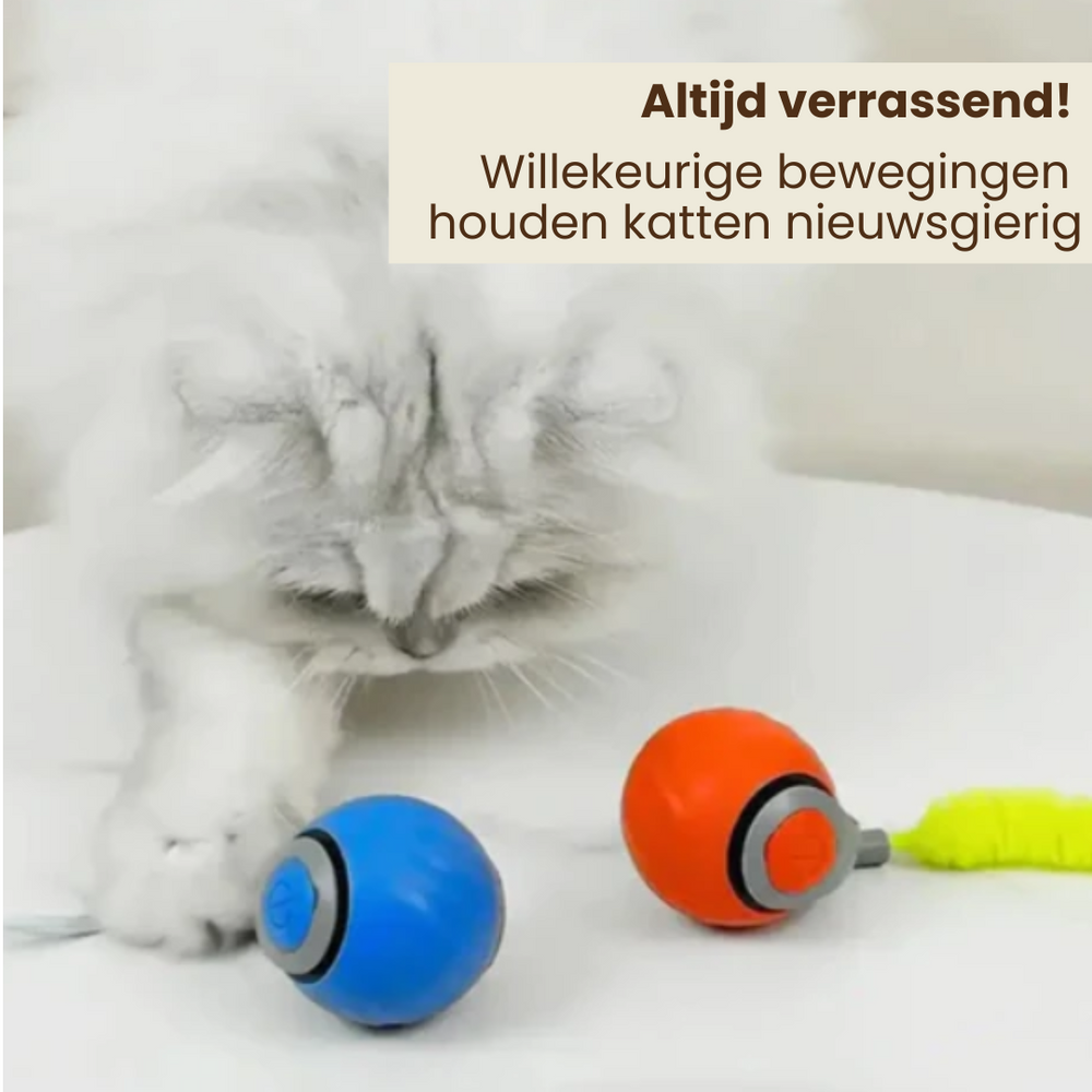 Katzen spielen Ball