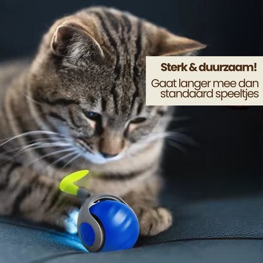 Katzen spielen Ball