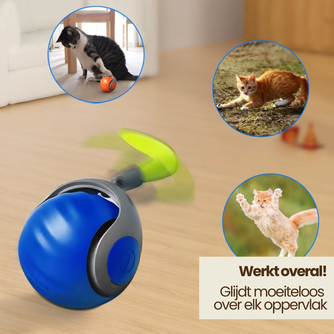 Katzen spielen Ball
